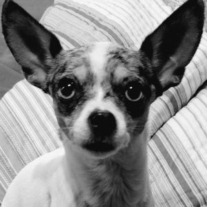 Meet your Posher, Tracy